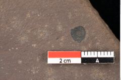 Foto (Detailsansicht) von Quercus palaeoilex Ettingshausen (NHMW-GEO-2024-0188-0860)